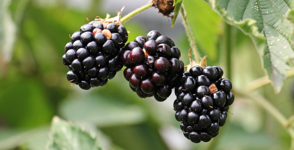 Brombeere © pixabay.com Beeren