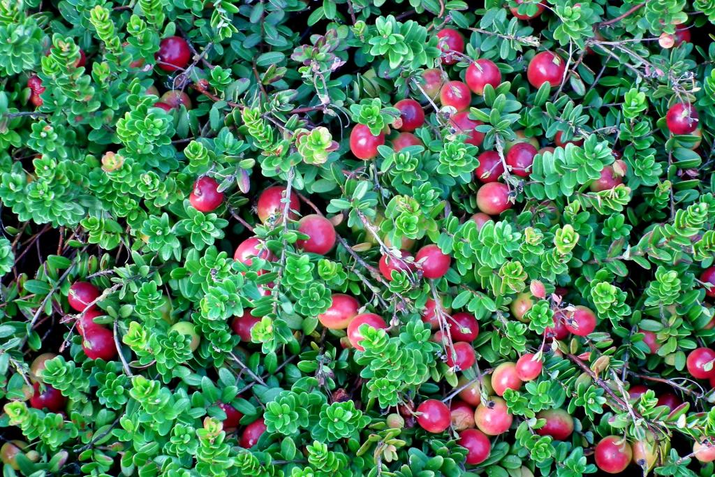 10 heimische essbare Beeren in Wiese, Wald und auf der Heide
