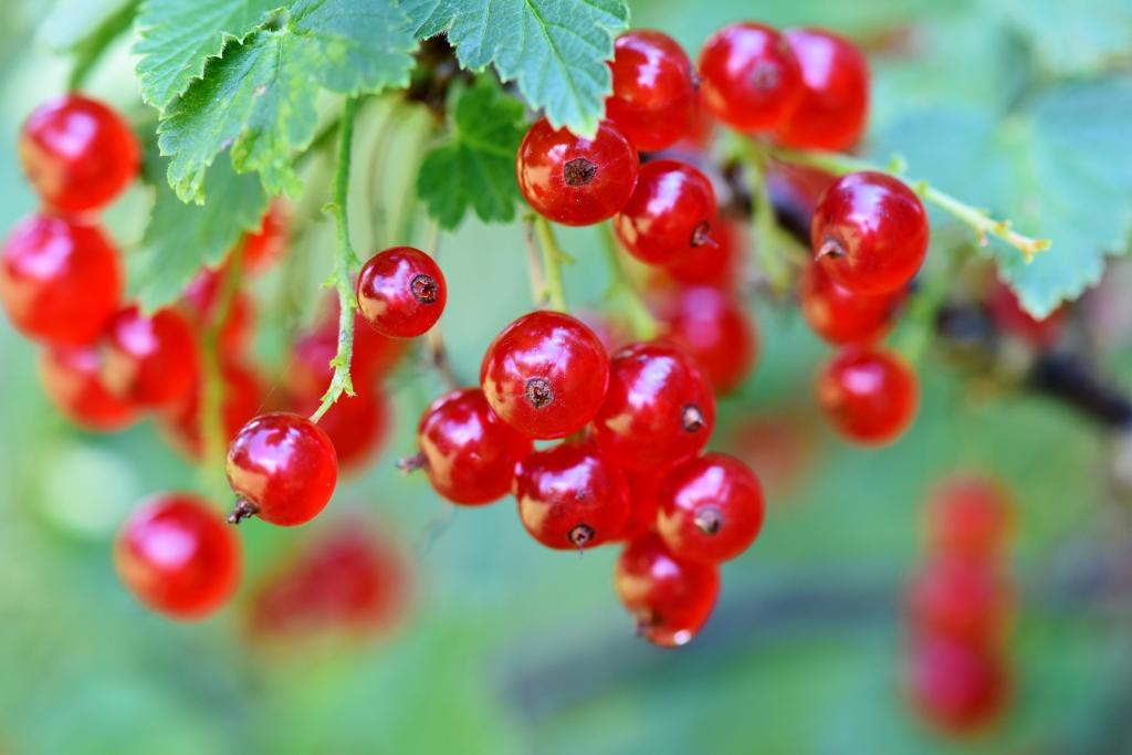 Johannisbeere Ribisl © pixabay.com Beeren