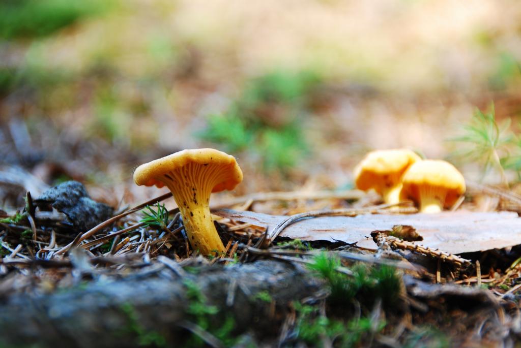 eierschwammerl © Pixabay.com speisepilze