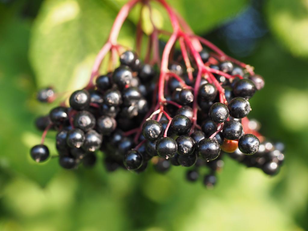Hollunder © pixabay.com Beeren