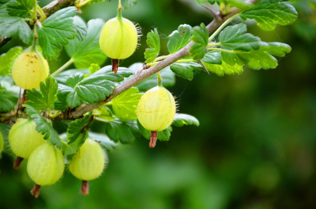 Stachelbeere © pixabay.com Beeren
