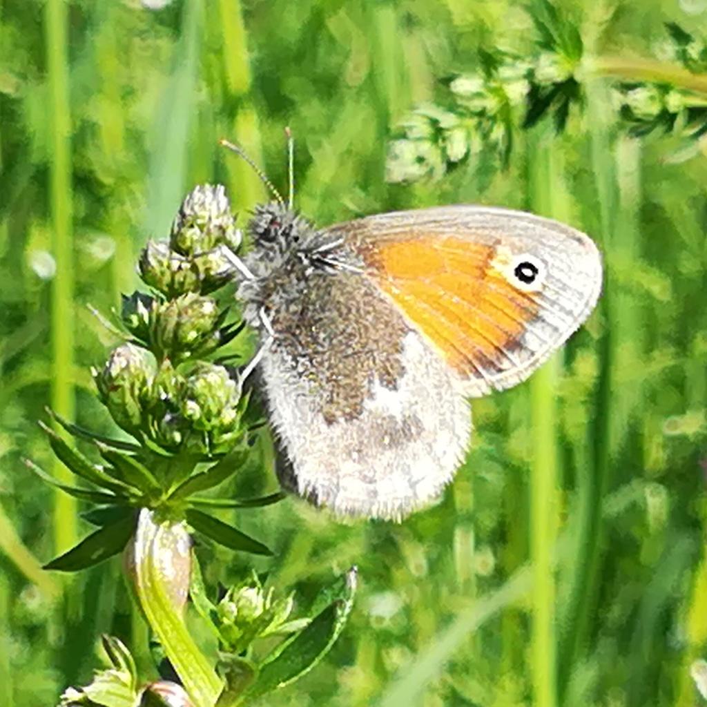 Auswertung Schmetterlingszaelung