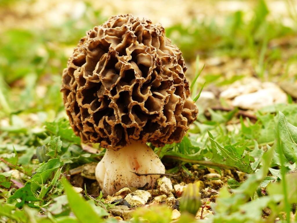 Morchel © Pixabay.com Morchel