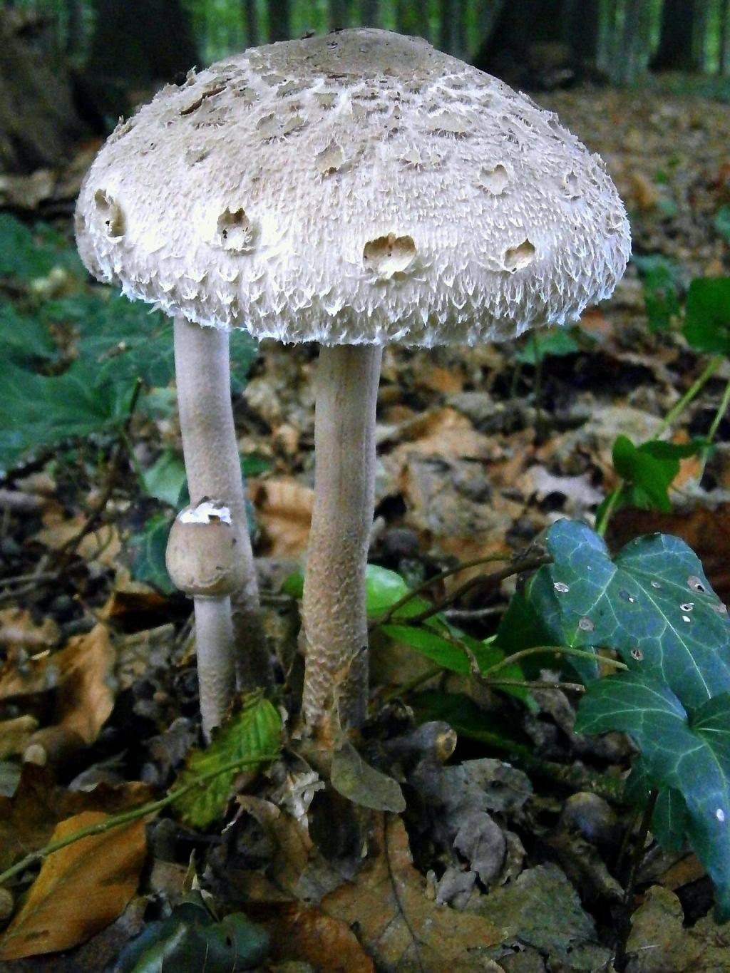 Parasol © Pixabay.com Speisepilze