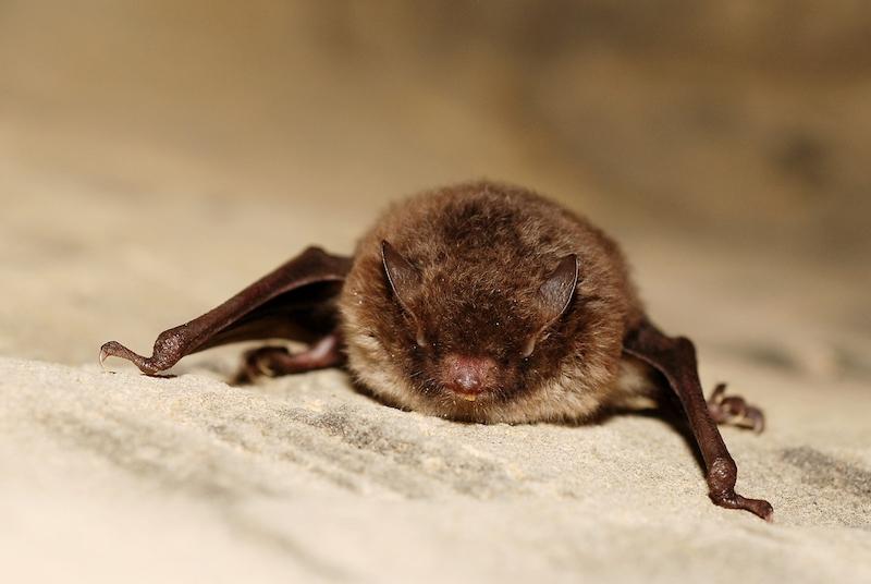 © Wikimedia commons/Gilles San Martin (CC BY-SA 4.0) Die Wasserfledermaus fängt bis zu 2500 Insekten pro Nacht