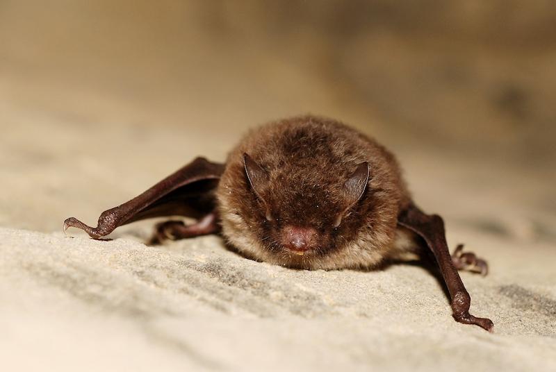 Die Wasserfledermaus fängt bis zu 2500 Insekten pro Nacht