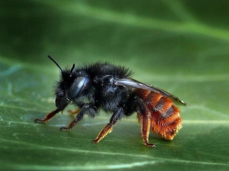 Die Mauerbiene Osmia bicolor sucht sich gerne verlassene Schneckenhäuser als Nistplatz