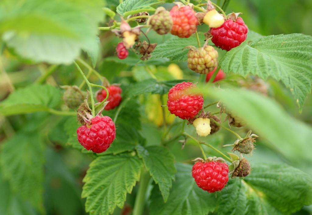 Waldhimbeere © pixabay.com Beeren