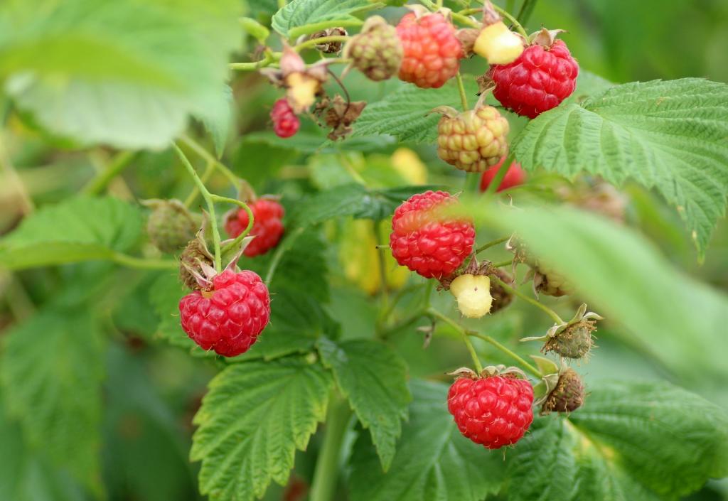 Beeren