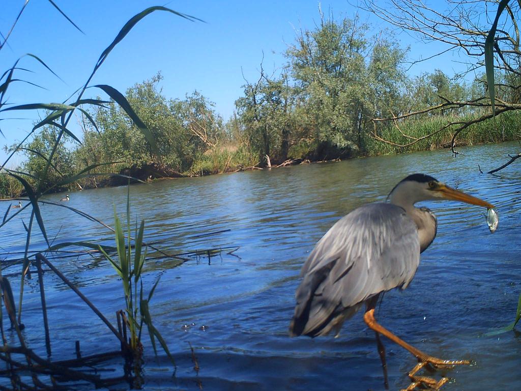 Graureiher © Naturschutzverein Rheindelta Graureiher