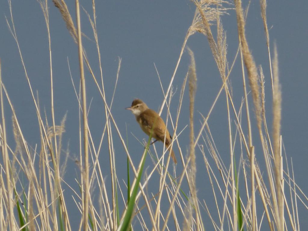 Rohrsänger im Rheindelta