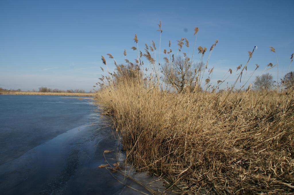 Schilfgürtel im Schleienloch, Rheindelta © Naturschutzverein Rheindelta Schilfgürtel im Schleienloch, Rheindelta