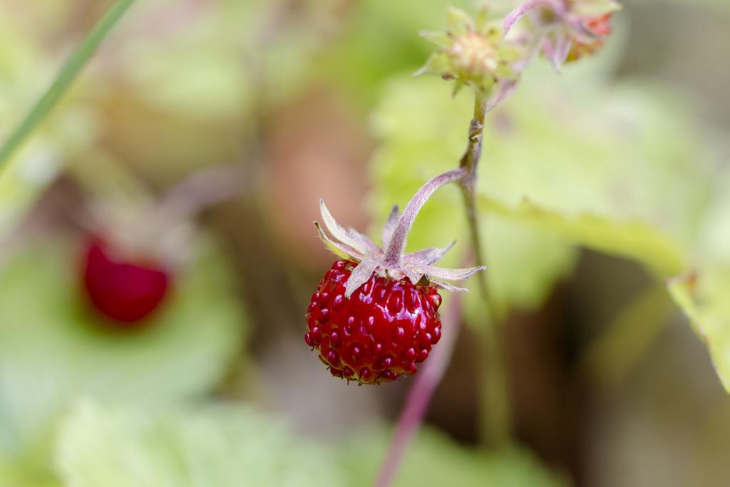 Walderdbeere © pixabay.com Beeren