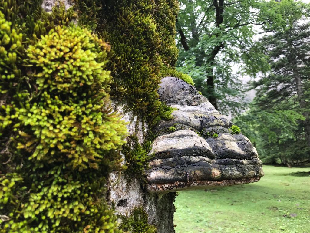 Ein Baumschwamm auf einem abgestorbenen Ahorn - der Kreislauf der Natur.