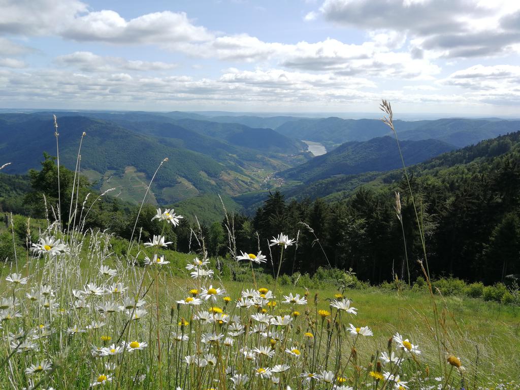 Ausblick ins Tal der Wachau, von einer Hügelkuppe mit blühenden Margeriten 