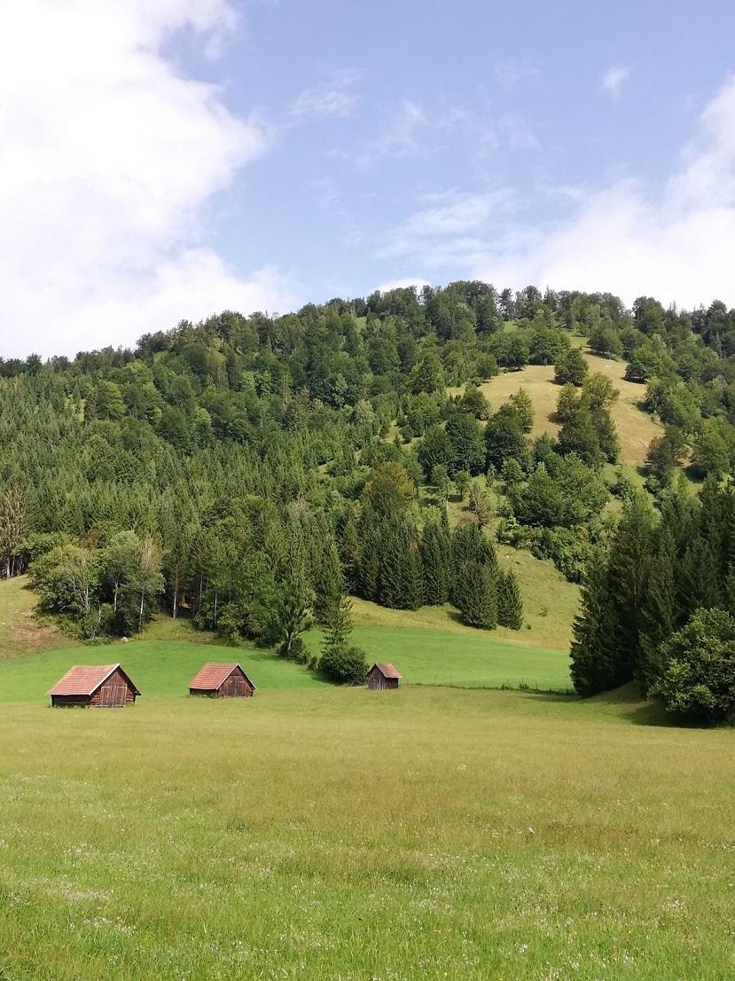 Wiesen NP Kalkalpen