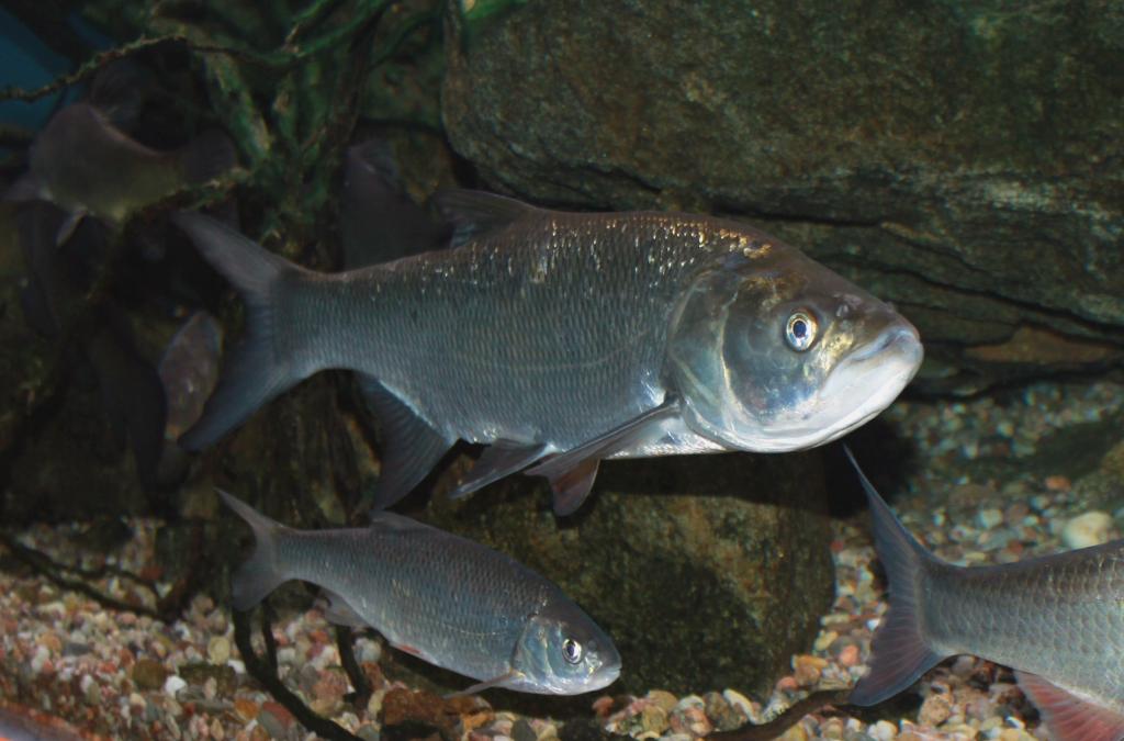 gefährdete Fische