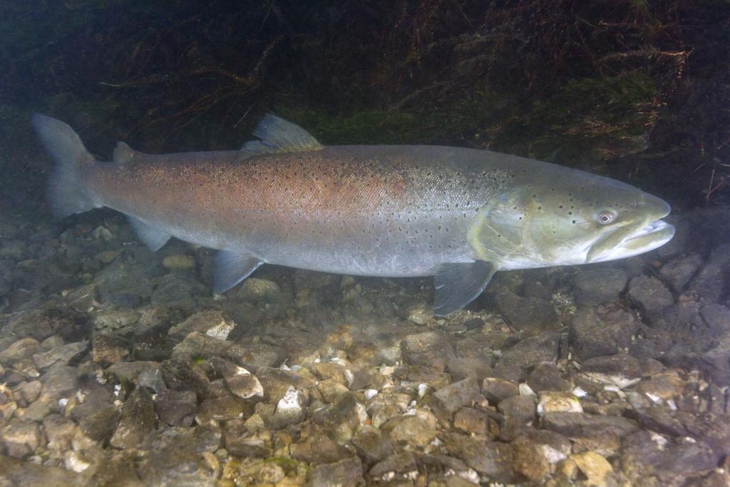 gefährdete Fische