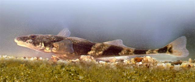 Streber © Harka, Akos, Zingel streber Tisza, CC BY 3.0
gefährdete Fische