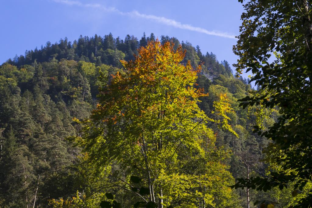 Mischwald im Herbst, Weißbach bei Lofer