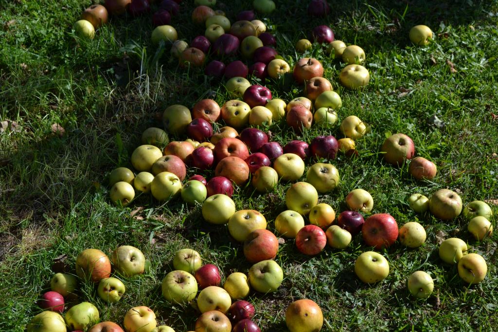 Streuobst - Äpfel für das Projekt Saftladen