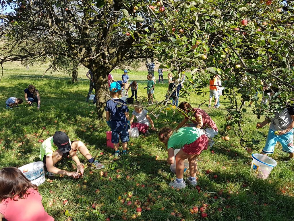 VolksschülerInnen beim Apfelklauben für den Saftladen Jauerling