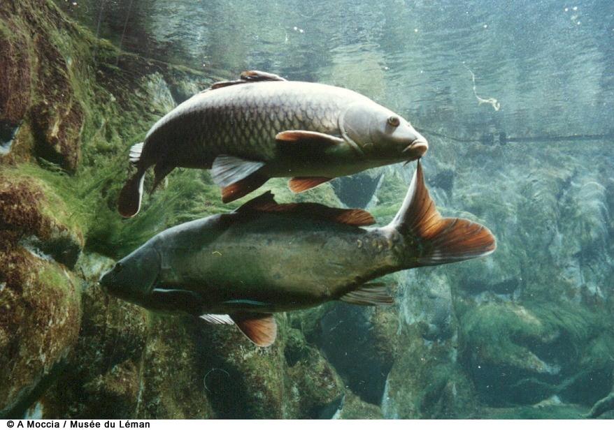 gefährdete Fische Cyprinus carpio