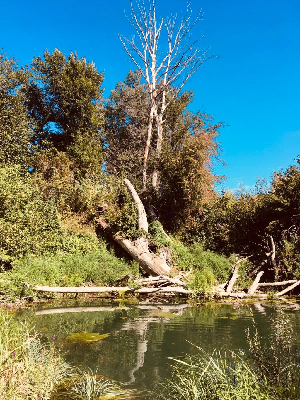 © Susanna Schaden Donau Auen