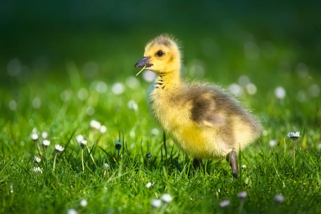 © pixabay Gänseküken