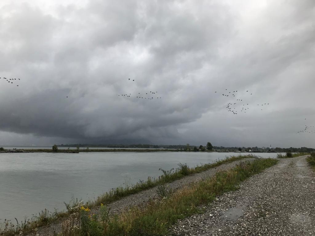 Kormorane in Formation über dem Rheindelta