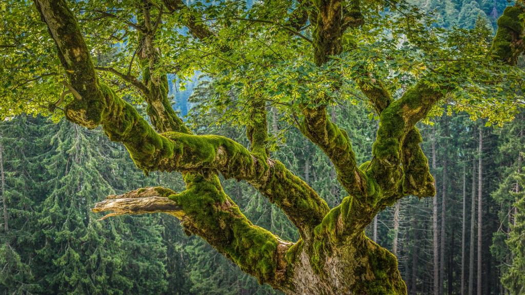 Baum im Kleinwalsertal