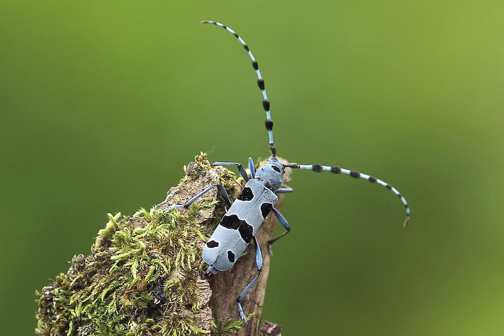 Alpenbock-Käfer, Nationalpark Gesäuse