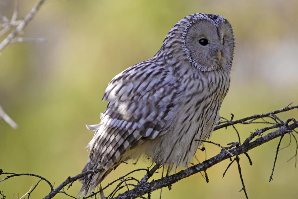 Habichtskauz im Wildnisgebiet Dürrenstein