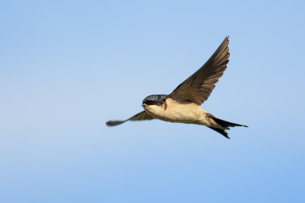 Mehlschwalbe im Flug