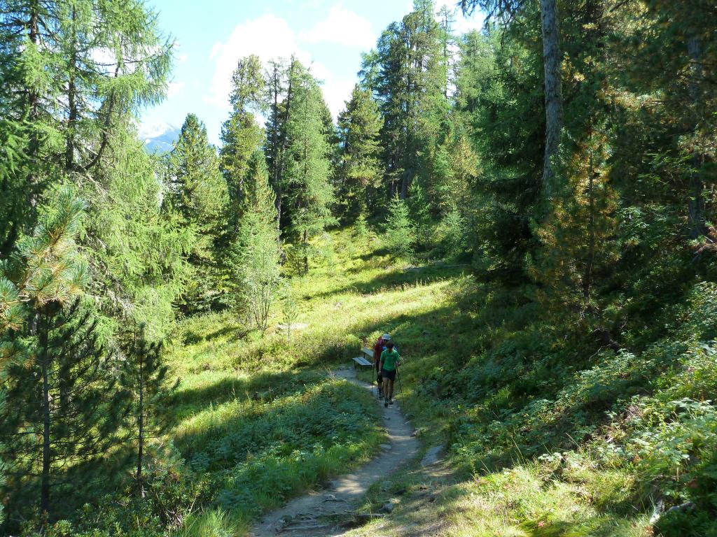 Ein Spaziergang durch den Wald lässt uns zur Ruhe kommen.