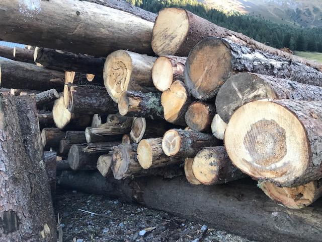 Der Wald liefert den nachwachsenden Rohstoff Holz.