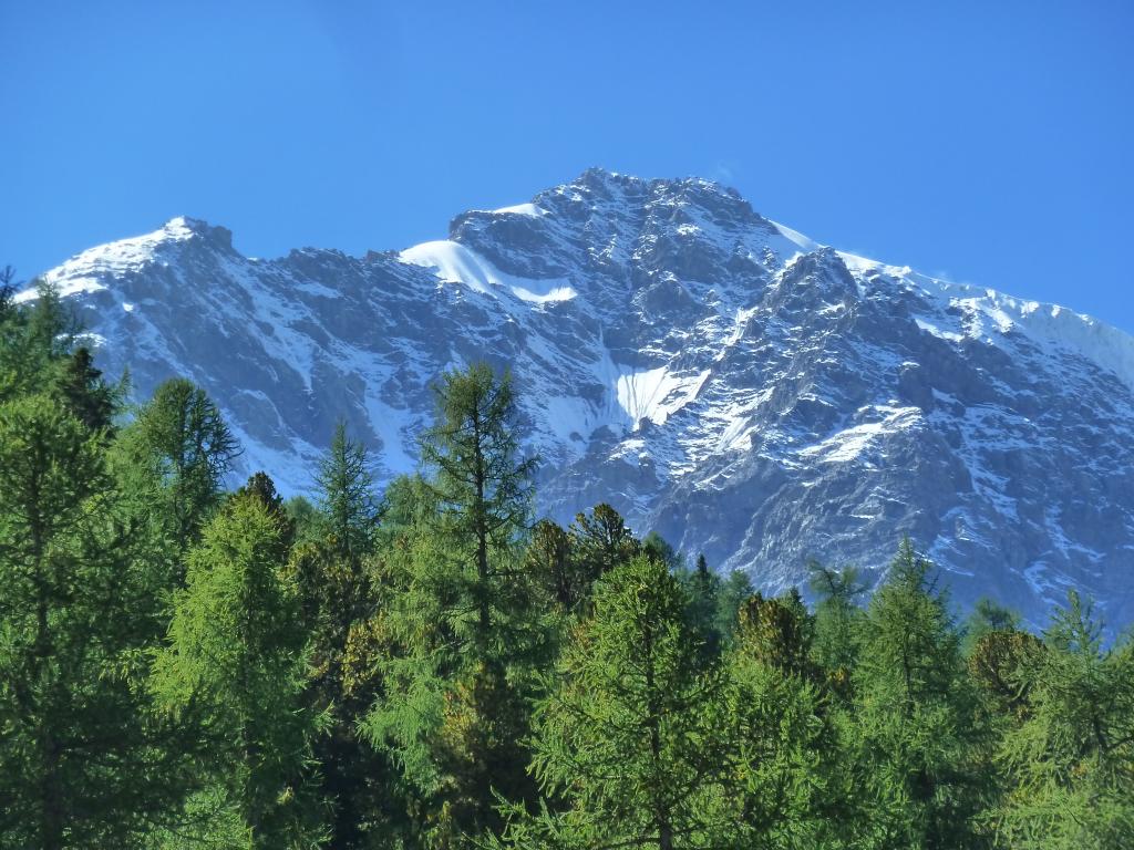 Bergmischwald am Fuße des Ortlers, Sulden, Südtirol