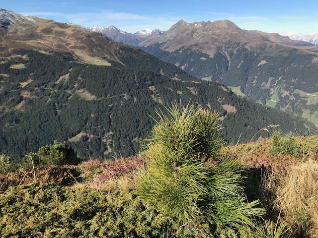 Durch höhere Jahresmitteltemperaturen steigt die Waldgrenze nach oben. © Christina Schwann Durch höhere Jahresmitteltemperaturen steigt die Waldgrenze nach oben.
