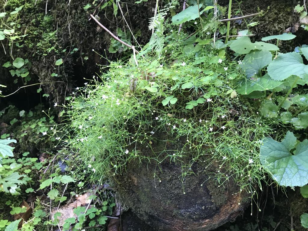 Der Wald ist Wasserspeicher, Humusproduzent, CO2-Speicher und bietet einen guten Lärmschutz. © Christina Schwann Der Wald ist Wasserspeicher, Humusproduzent, CO2-Speicher und bietet einen guten Lärmschutz.