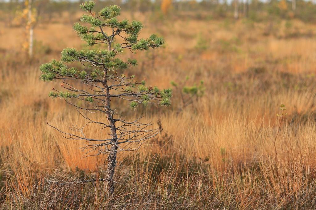 Kiefer im Moor