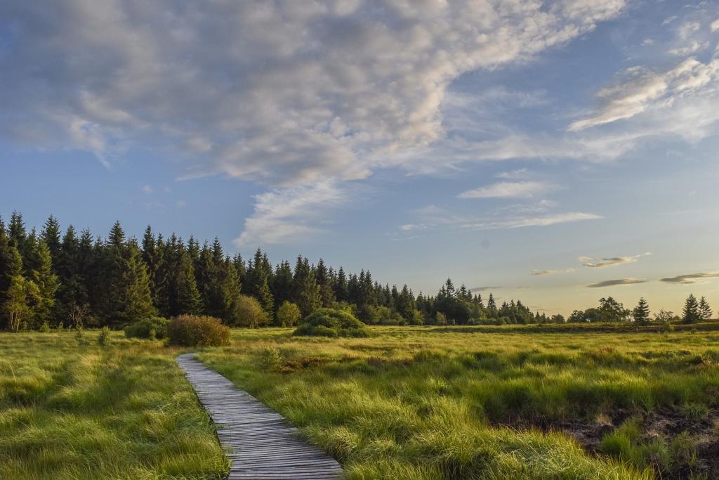 Moor © Pixabay Moor