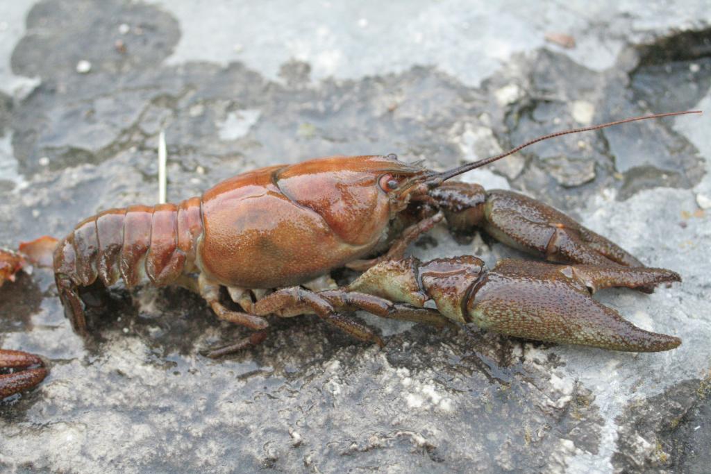 austropotamobius pallipes © David Gerke, Austropotamobius pallipes, CC BY-SA 3.0
austropotamobius pallipes