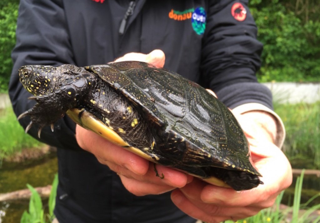 © Julia Kropik schildkröte donau auen