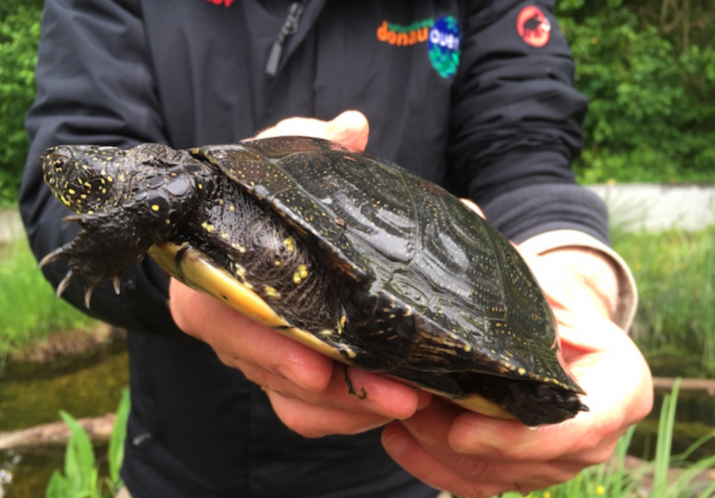 schildkröte donau auen