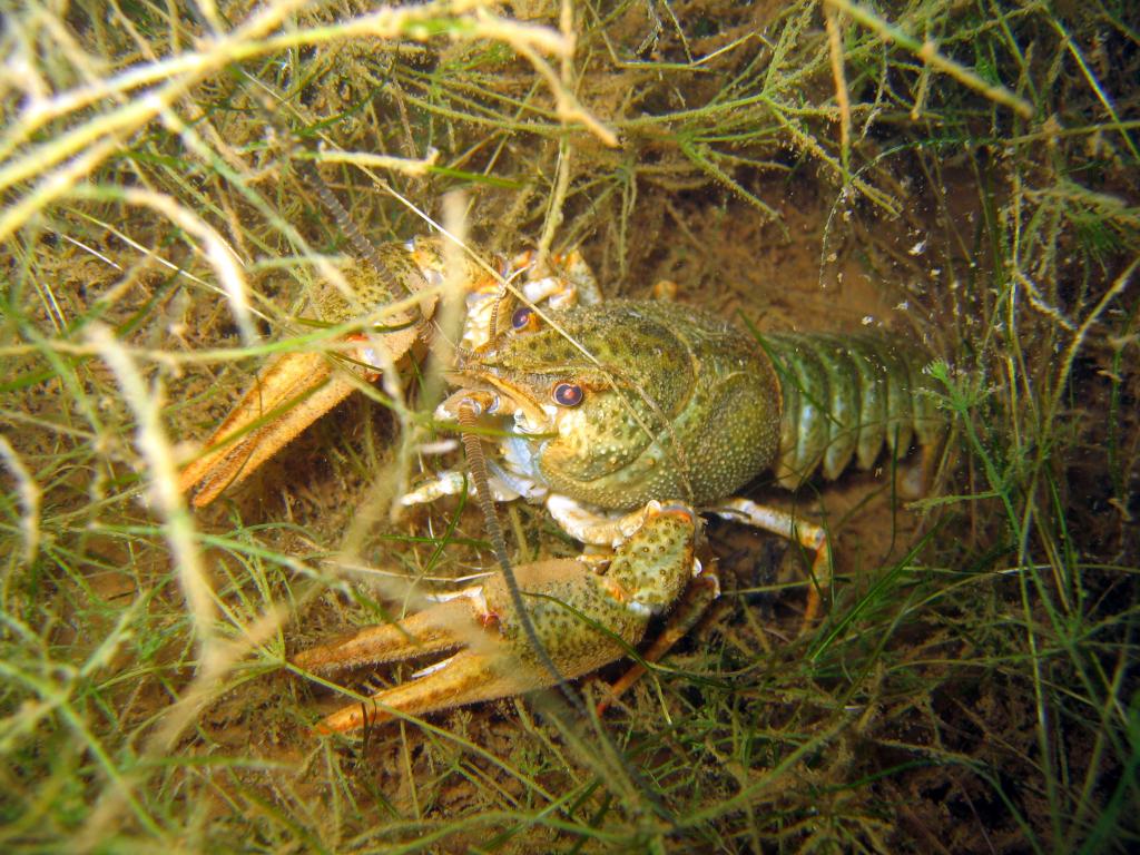 Astacus leptodactylus