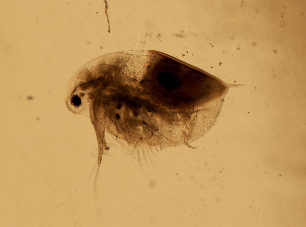 daphnia pulex © Daniel J. - Drew Gall 1 / Wikimedia Commons (CC0-1.0) daphnia pulex