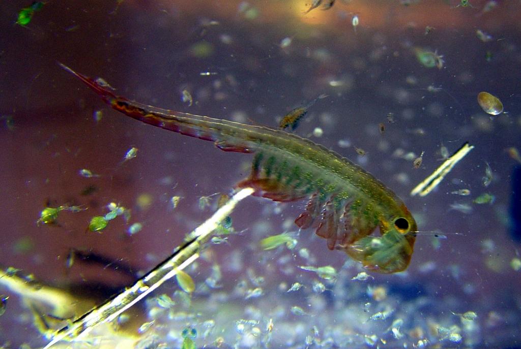 eubranchipus grubii © Alexandr Bartak / Wikimedia Commons (Public Domain) eubranchipus grubii