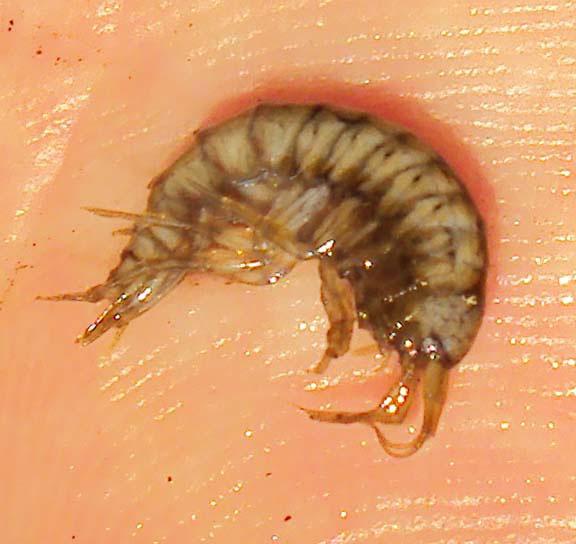 gammarus fossarum © dendrofil, Gammarus fossarum Podkomorské lesy, CC BY-SA 3.0
gammarus fossarum