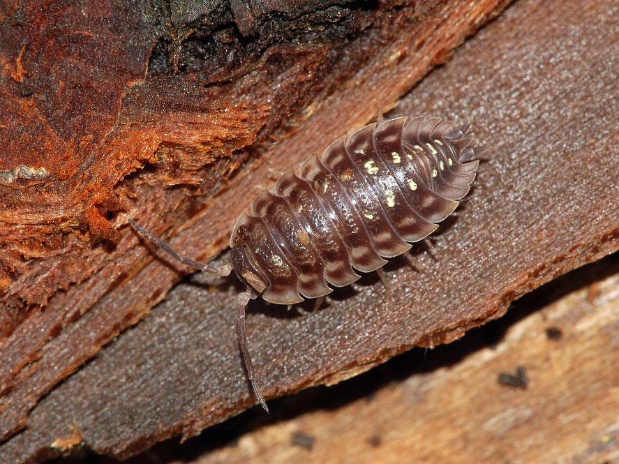 oniscus asellus © marsupium photography, Creepy crawlies (8732415285), CC BY-SA 2.0
oniscus asellus